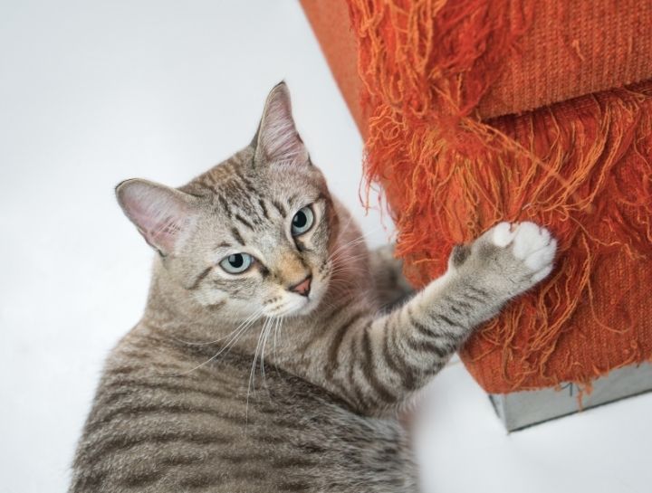 Pet Behaviorists in Tomball