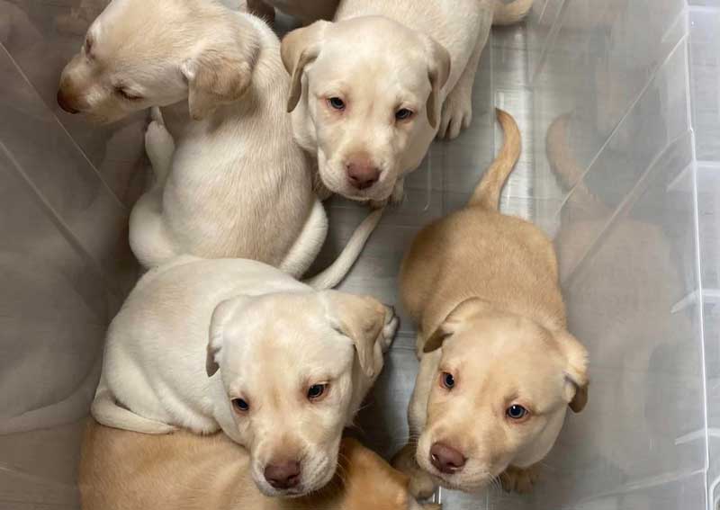 Carousel Slide 5: Puppy & kitten care