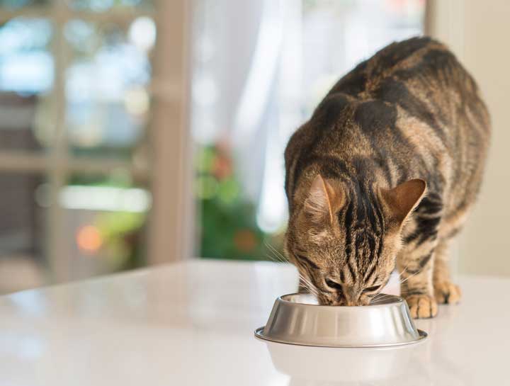 Can’t Miss Tips For Optimal Cat Nutrition