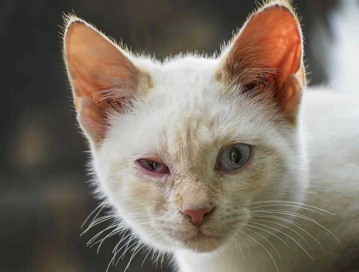 Kitty Pink Eye!? How to Treat Your Cat's Conjunctivitis Creekside