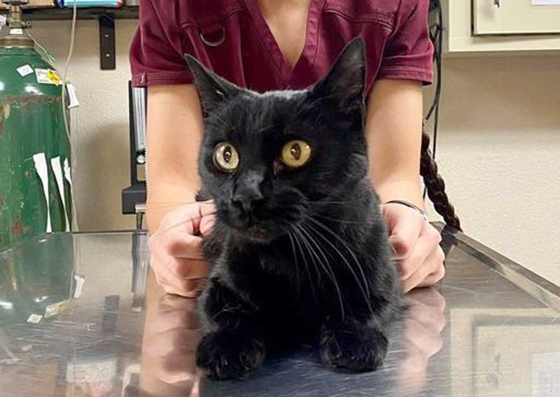 Carousel Slide 4: Cat vets